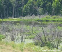 An open water wetland bordered by dead tree snags and emergent vegetation, with forest in the far distance..